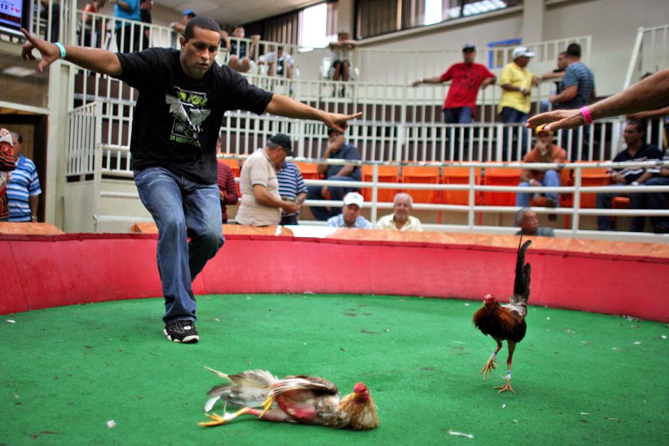 In this Friday, July 6 2012 photo, the owner of an injured gamecock motions to stop a cockfight fight at Las Palmas, a government-sponsored cockfighting club in Bayamon, Puerto Rico. The island territory’s government is battling to keep the blood sport alive, as many matches go underground to avoid fees and admission charges levied by official clubs. Although long in place, those costs have since become overly burdensome for some as the island endures a fourth year of economic crisis. (AP Photo/Ricardo Arduengo)