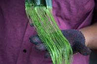 A student holds pineapple leaf fibres at a workshop of University Putra Malaysia, in Serdang