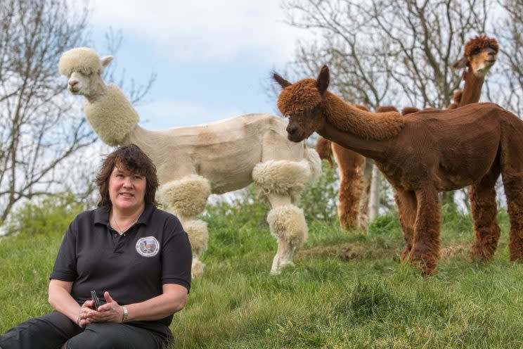 Helen Kendall Smith has been breeding alpacas for ten years (Picture: SWNS)