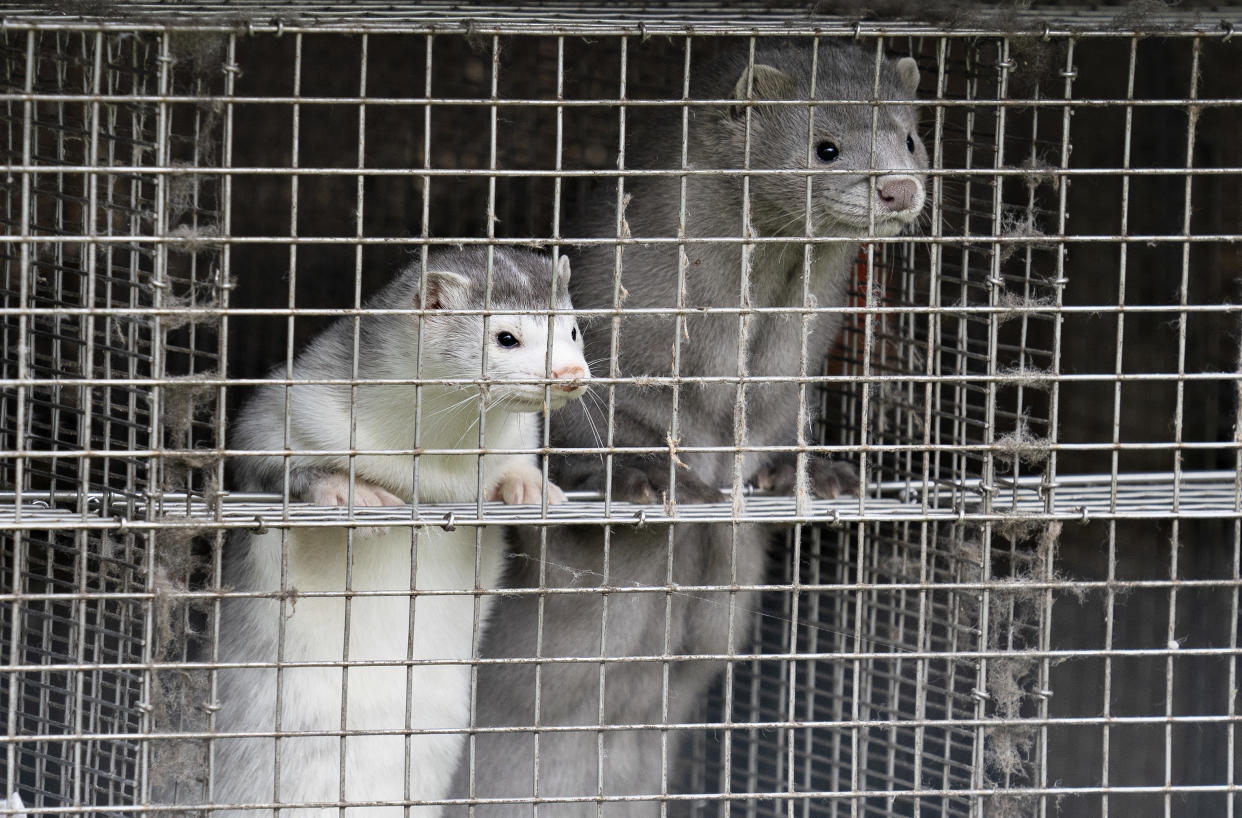 Utah officials are reporting that nearly 10,000 mink have died from a COVID-19. Pictured above, minks at a facility in northern Denmark, where another COVID-19 outbreak occurred this summer. (Photo: Getty Images) 