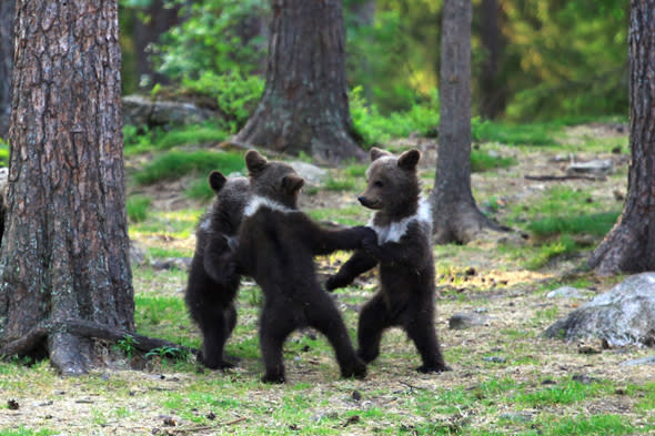 bears dance finland forest, pictures of bear cubs dancing