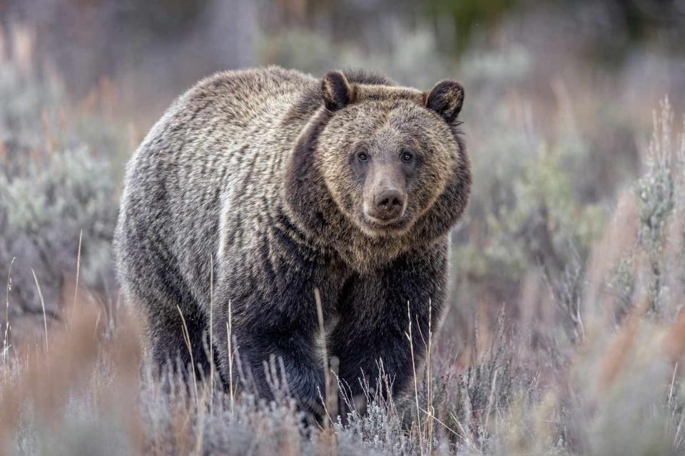 <p>Getty</p> A grizzly bear