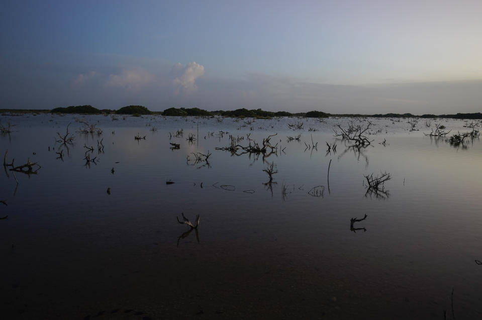 Dying mangroves poke out from a swamp near the Dzilam de Bravo reserve, Mexico, Saturday, Oct. 9, 2021. Decades ago, mangroves lined these shores, but today there are only thin green bands of trees beside the sea, interrupted by urbanized areas and reddish segments killed by too much salt and by dead branches poking from the water. (AP Photo/Eduardo Verdugo)