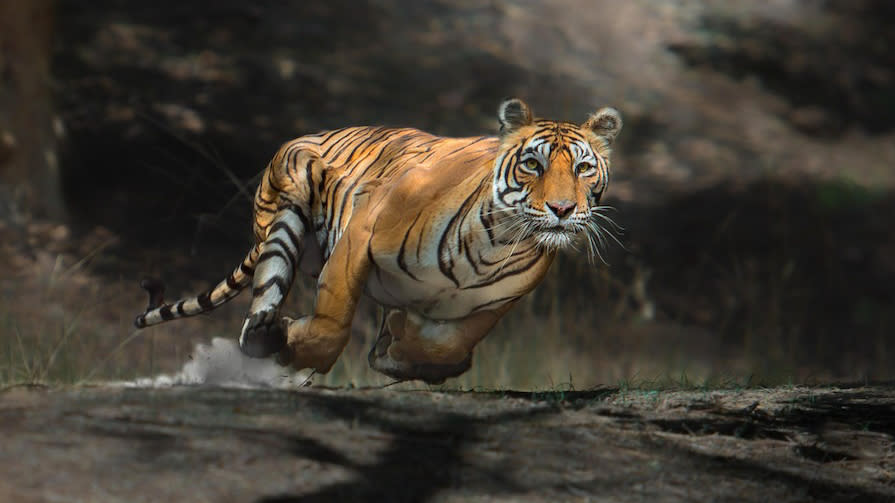  The New Big 5 - a Bengal tiger moving at speed 