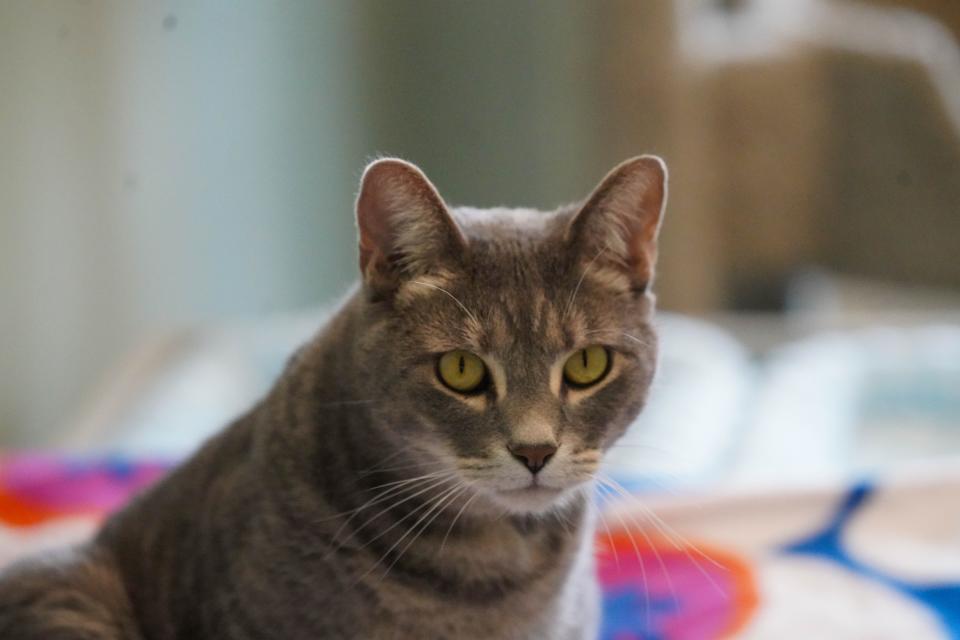 Faithful Friends Animal Society's new headquarters near New Castle is seen on July 26, 2023.