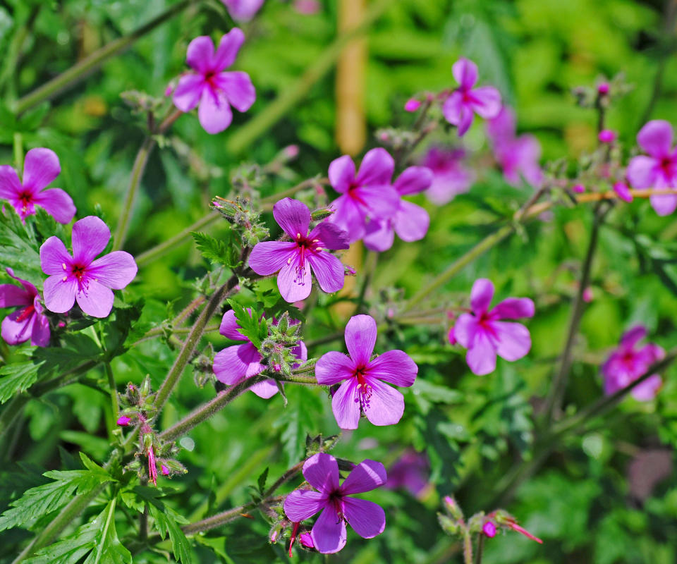 hardy geraniums palmatum flowering in garden border