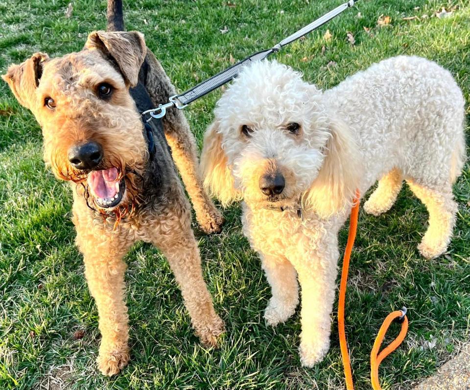 Airedale terrier Maxwell and his girlfriend Goldendoodle Magnolia on a Monday afternoon “tryst” in Chester, Va. on March 6, 2023.