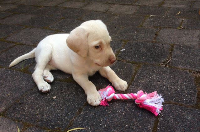 The puppy vanished from the Croydon Hills house on Monday at 11.30am. Picture: Victoria Police