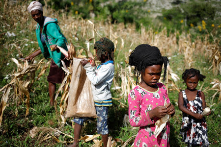 Girls and a woman harvest corn in a field in Boucan Ferdinand, Haiti, October 2, 2018. REUTERS/Andres Martinez Casares