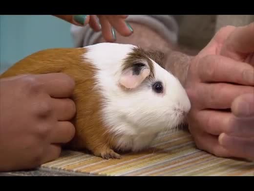 What to Feed Your Pet Guinea Pig