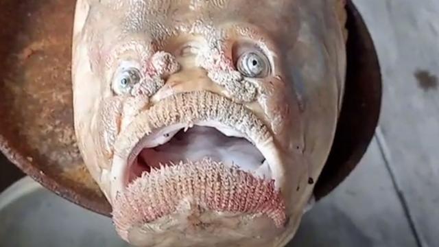 Fisherman discovers 'ugly, frowning' human-like fish: 'It was looking at me