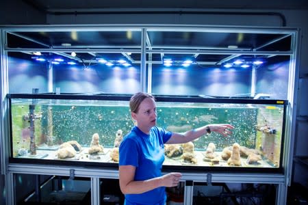 Chief coral scientist Keri O'Neill gestures in front of a tank of Pillar coral (Dendrogyra cylindricus) just a few days before the animals would successfully spawn in an aquarium for the first time at a Florida Aquarium facility in Apollo Beach, Florida
