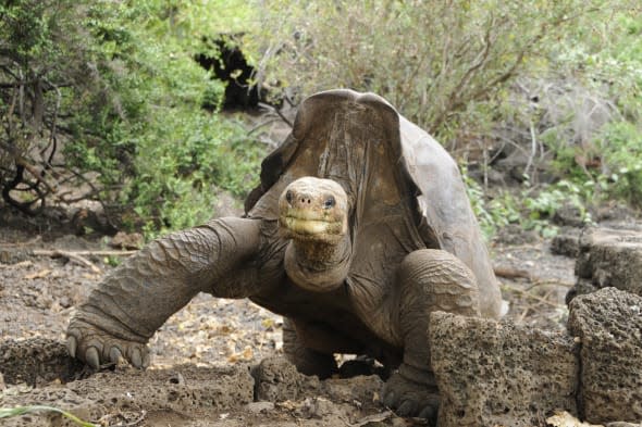 Last specimen of subspecies of giant tortoise dies in Galapagos