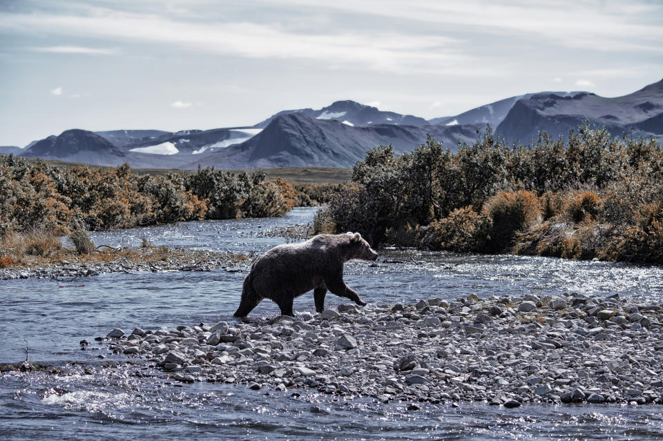 Der Braunbär ist das Natonaltier von Russland. (Symbolbild: Getty Images)
