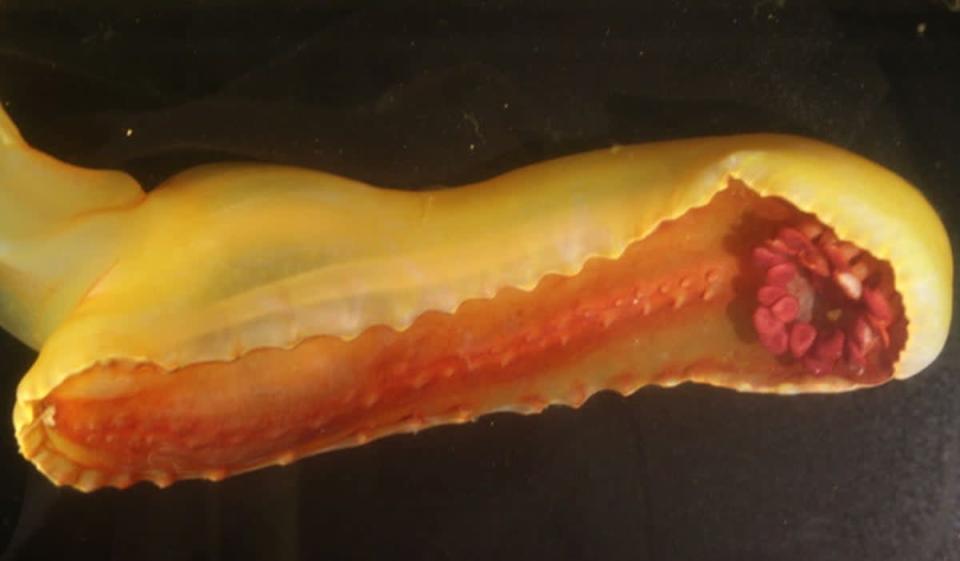 La vista inferior del pepino de mar “ardilla gomosa” (NOAA/expedición DeepCCZ)