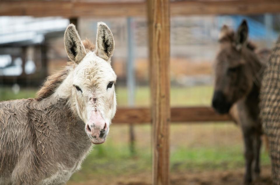 Southern Fresh Farms has two donkeys, a juvenile bison, cows and goats in addition to the crops that they grow.