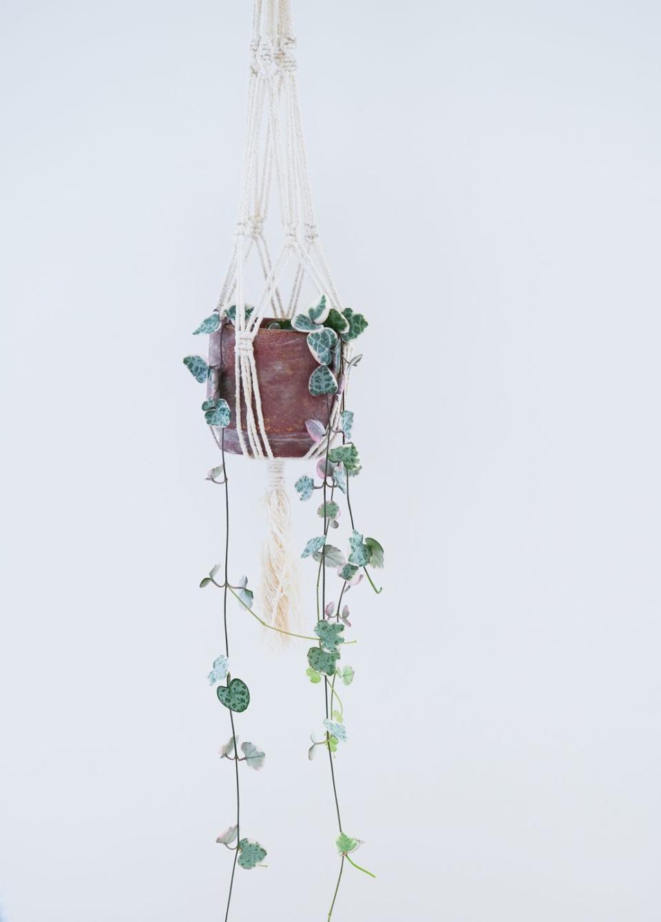 indoor hanging plants string of hearts