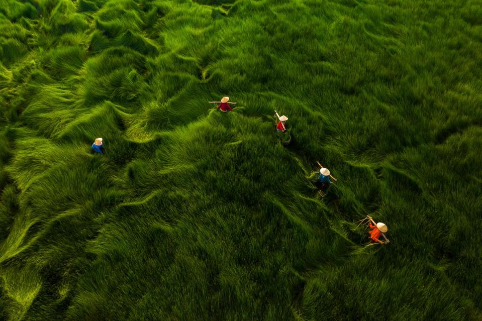 A drone picture from Khanh Phan shows the harvest in Vietnam (Picture: Khanh Phan)