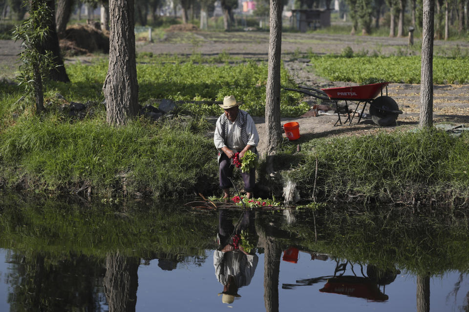 A farmer cleans red beets at a farm in San Andres Mixquic, just outside Mexico City, Monday, March 30, 2020, amid the worldwide spread of the new coronavirus. (AP Photo/Fernando Llano)