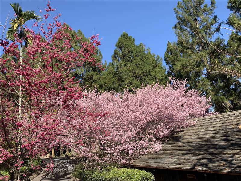 228連假粉白色的吉野櫻呈現滿開狀態，而分布在櫻花大道粉紅色的富士櫻，也開到九成，預計在228連假進入盛開期。（圖／九族文化村提供）