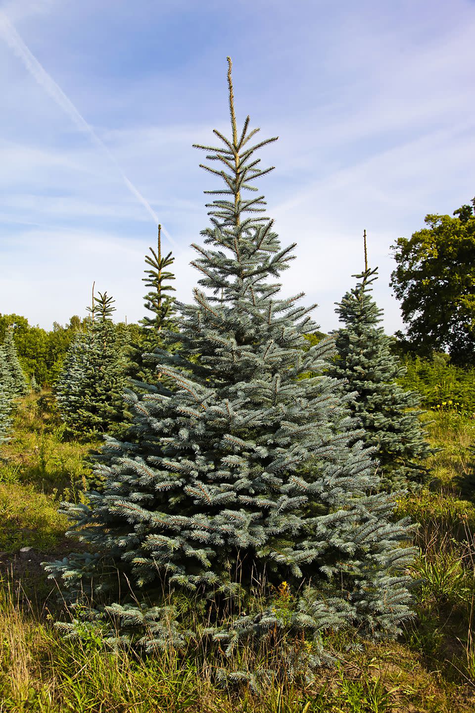 Photo credit: British Christmas Tree Growers Association