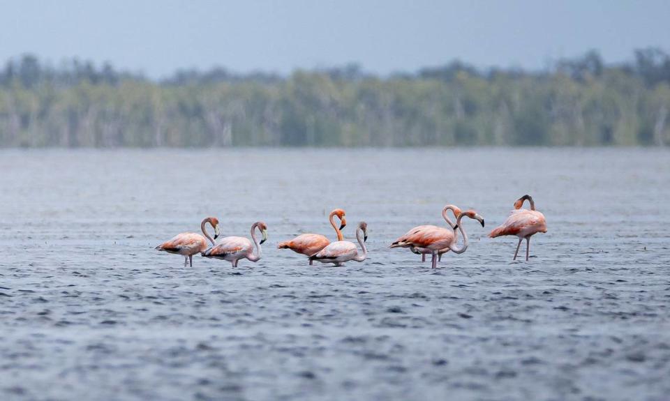 A flock of flamingos sit on a mud flat in Florida Bay on Tuesday, April 23, 2024.