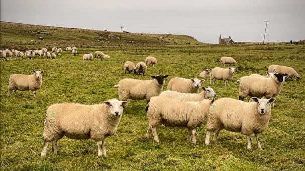 PHOTO: The Highland Clearances, when proprietors forced the eviction of inhabitants of Scotland in favor of sheep farming, explains the trauma that some locals feel when millionaires buy out the land, said Magnus Davidson on Monday, Oct. 24, 2022.  (ABC News / Riley Farrell)