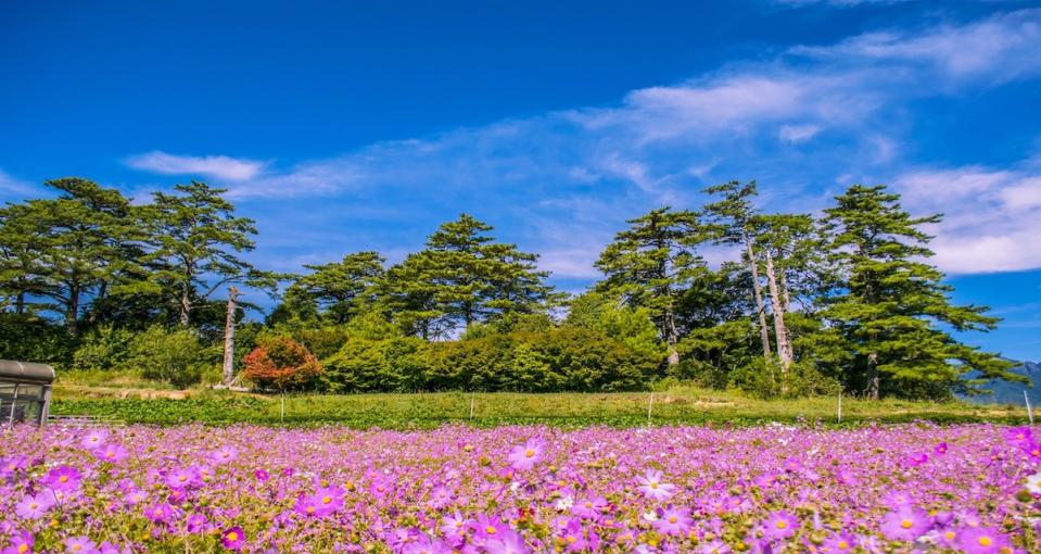 福壽山波斯菊（圖片來源：福壽山農場）