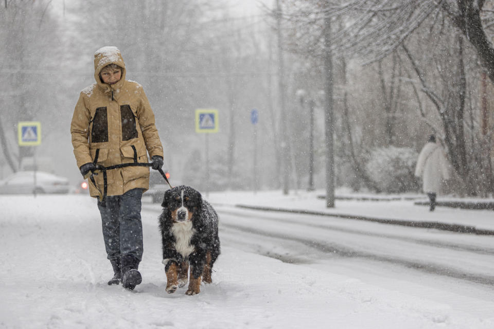 Person walking a large black and white dog on a snowy street. The person is wearing a hooded coat, and the street is lined with snow-covered trees