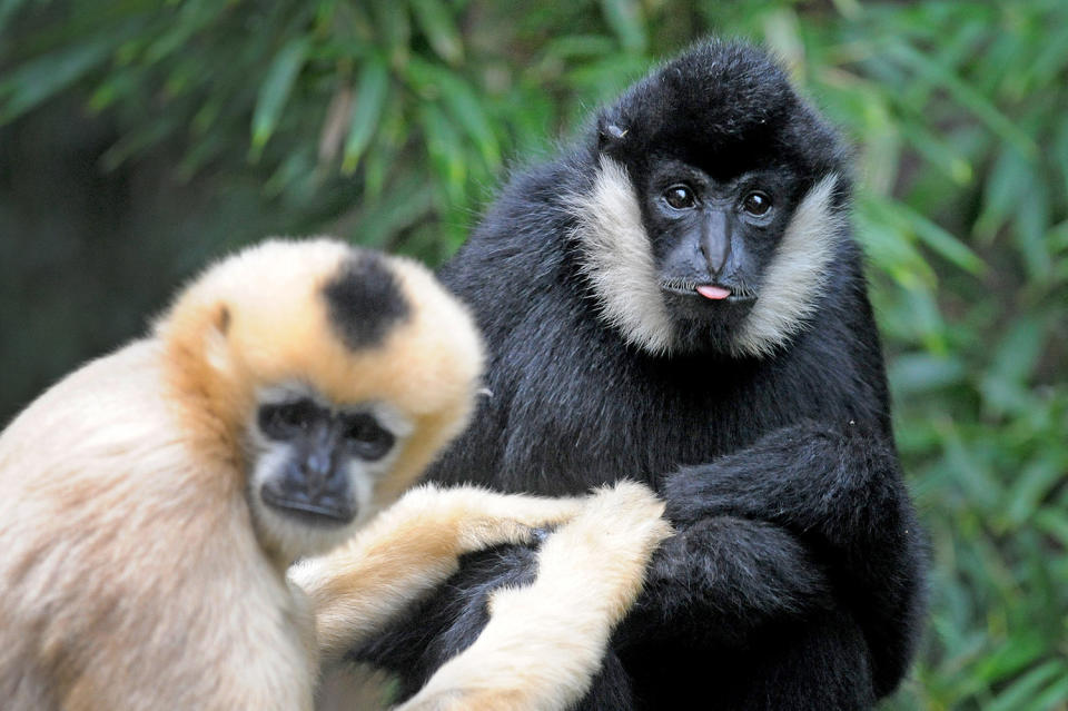 White-cheeked gibbons at Melbourne Zoo