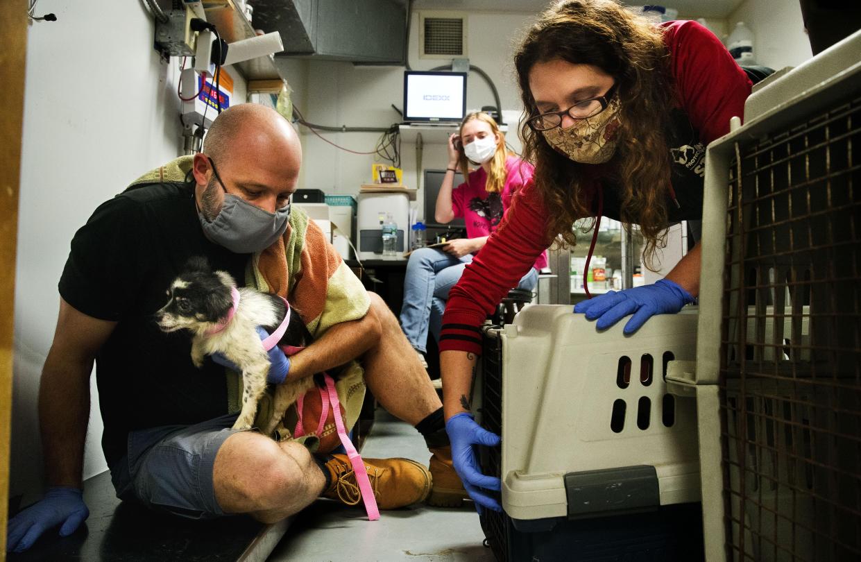 Ian Wick eases a rescue dog away from an animal carrier, working with Sarah Jett, left, and Meg Lukaszewski at the Animal Protective League on Wednesday, Sept. 9, 2020.