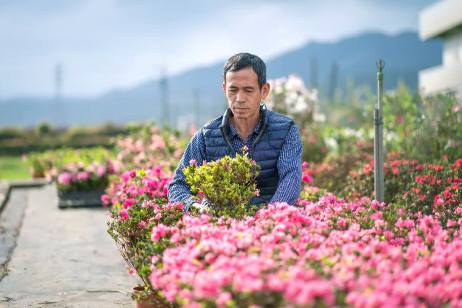 圖／民眾能到蔡文生的茂生苗圃近距離欣賞杜鵑，學習杜鵑種植技巧，化身杜鵑職人。（新北市政府農業局提供）