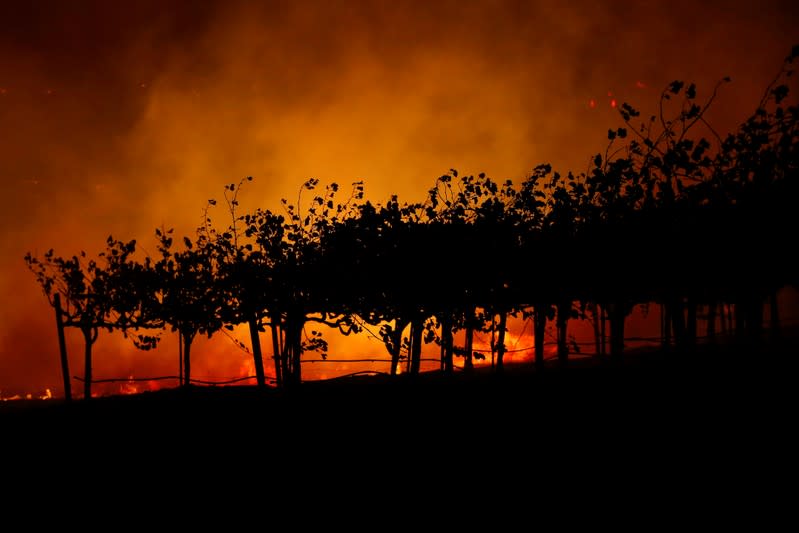 FILE PHOTO: Vines are silhouetted by Kincade fire burns in a valley below, near Geyserville, California