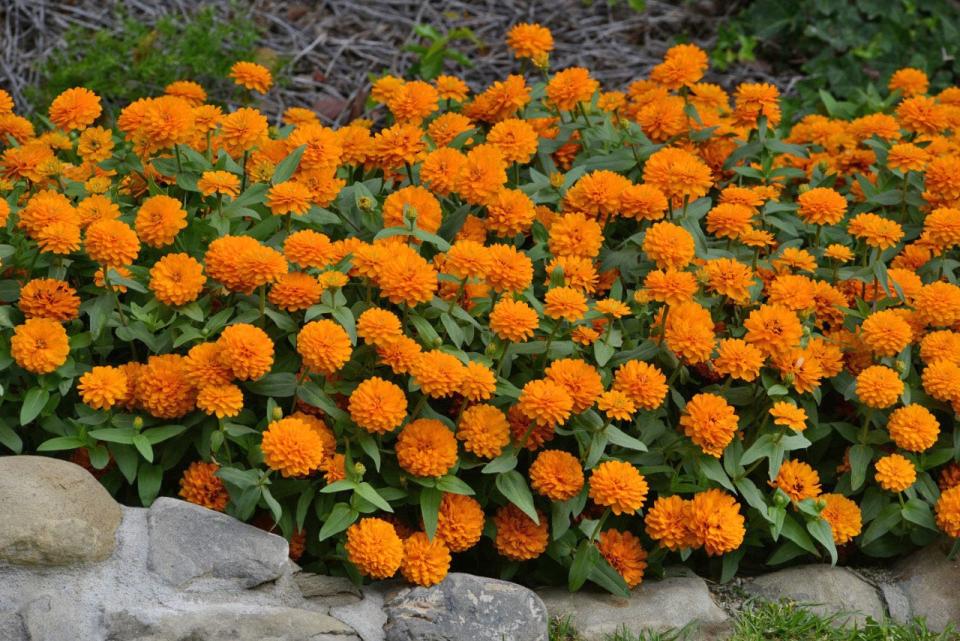 The Zahara zinnia is a lower-growing border plant.