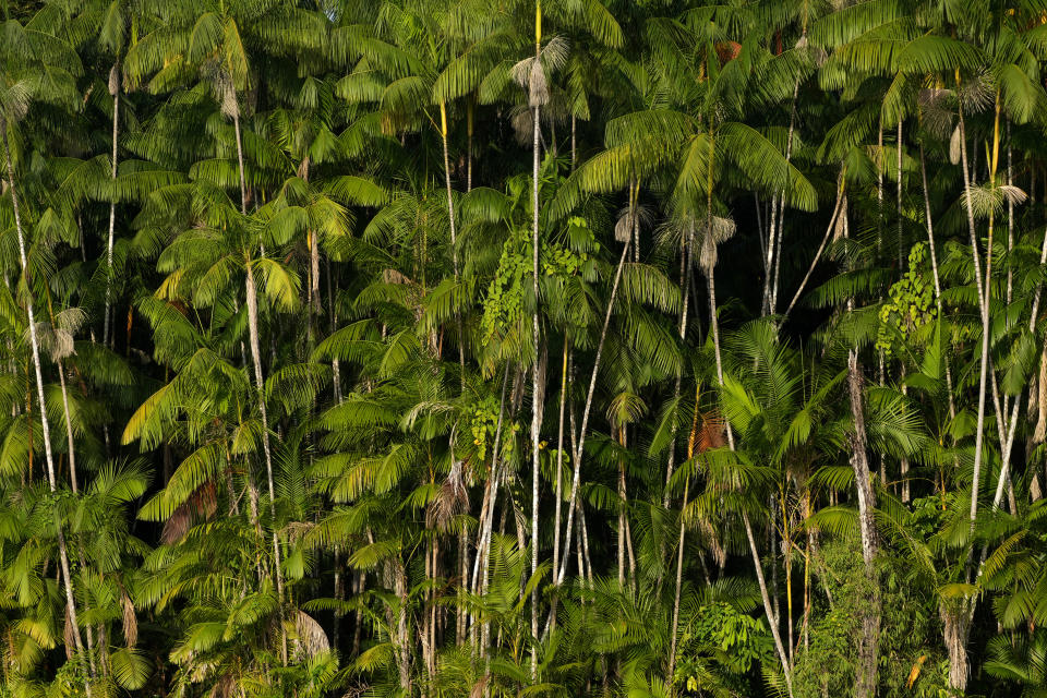 Acai palm trees stands on an island of the Bailique archipelago, district of Macapa, state of Amapa, northern Brazil, Monday, Sept. 12, 2022. (AP Photo/Eraldo Peres)