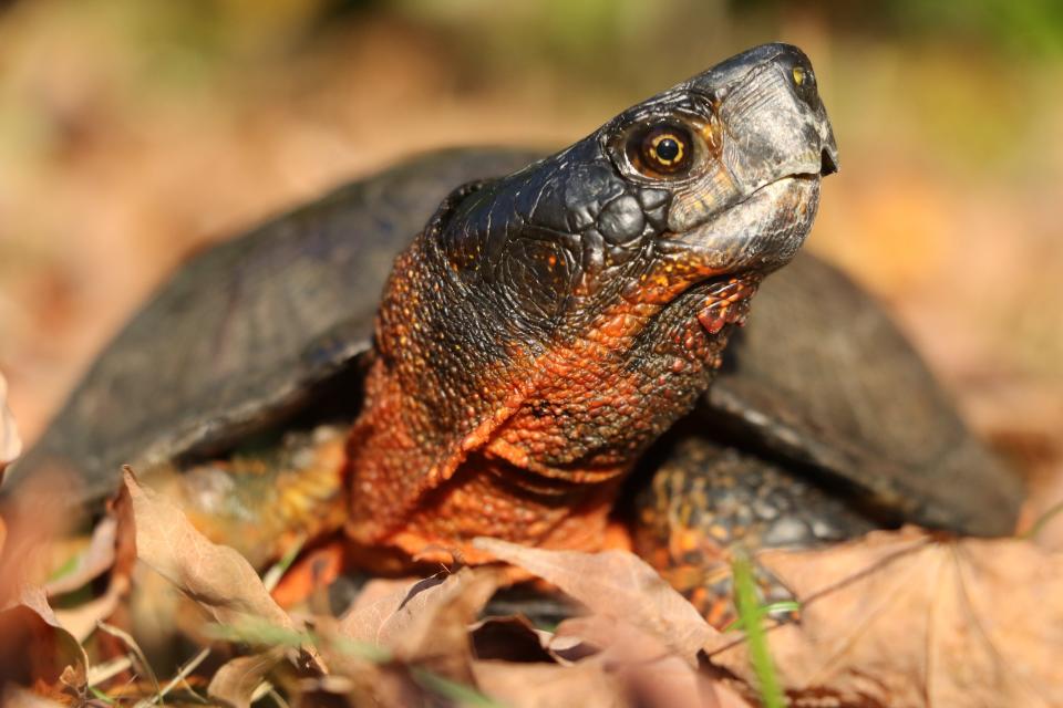 Michael Jones, herpetologist for Mass Wildlife, said the wood turtle was once common throughout Massachusetts except for Cape Cod and the Islands but that it has "had a really hard time inside (Interstate) 495."