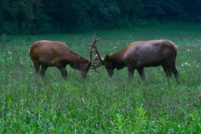 Sept. 9 began archery hunting season for deer in Western North Carolina. Chronic wasting disease has been detected in a deer in Johnston County. N.C. Wildlife Resources Commission biologists say CWD is highly transmissible to other white-tailed and mule deer, as well as elk.