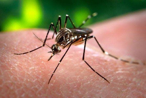 Mosquitos are carriers of Eastern equine encephalitis. A young male in Middleboro has been diagnosed with the disease.