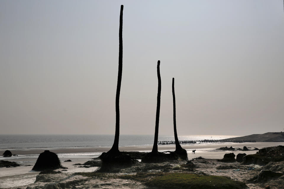 A dog walks on a beach which was once a village on Sagar Island, one of the islands that make up the Sundarbans, a low-lying delta region of about 200 islands in the Bay of Bengal, India, Tuesday, Jan. 14, 2020. The Sundarbans and its vast mangrove forests, a UNESCO world heritage site, have seen a dramatic rise in sea levels. A 2013 study by the Zoological Society of London measured the Sundarbans coastline retreating at about 200 meters (650 feet) a year. The Geological Survey of India says at least 210 square kilometers (81 square miles) of coastline on the Indian side has eroded in the last few decades. (AP Photo/Altaf Qadri)