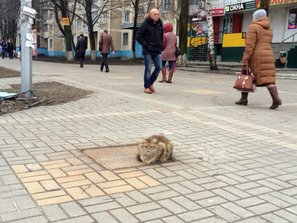 Кот хатико. Котик Хатико. Кот Хатико на остановке. Кошка Хатико. Ольга Васильевна Хачико прикол.