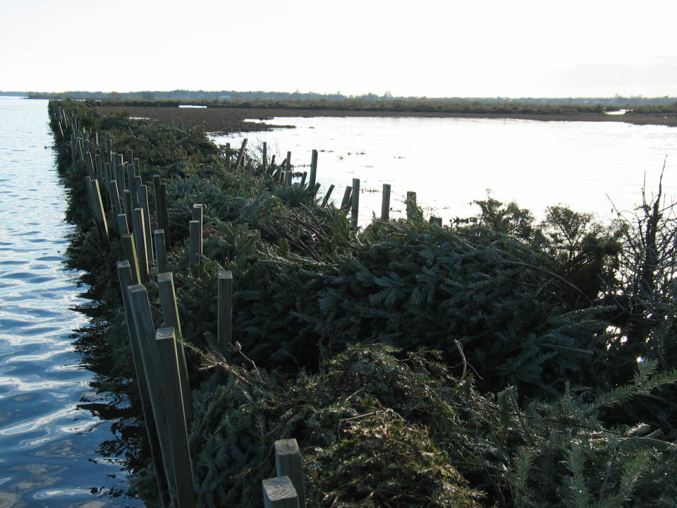 This January 2011 image supplied by the Jefferson Parish Department of Environmental Affairs in Jefferson, La., shows recycled Christmas trees inside man-made wooden cribs in the shallow water of a local marsh. The trees absorb wave action and protect fragile marshland from erosion. Using discarded Christmas trees to prevent shore erosion is just one of a number of ways in which holiday trees are recycled. (AP Photo/Jefferson Parish Department of Environmental Affairs)