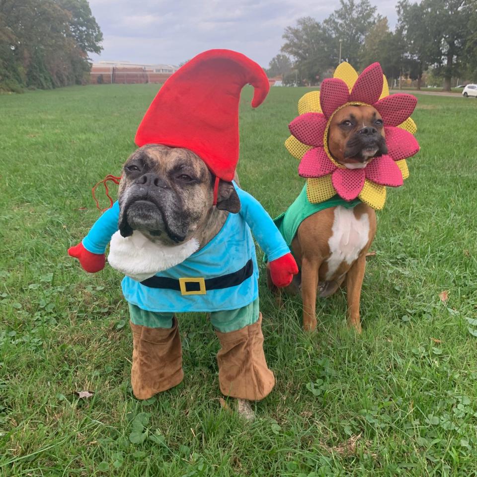 USA TODAY Life and Travel Managing Editor, and occasional newsletter writer, Alison Maxwell shared this picture of her two adorable boxers: Mikey the Gnome, Greta the Flower. Mikey is the most serious, pensive gnome I've ever seen.