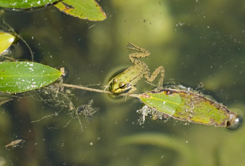 A frog swims in the small lake in the Topcider park in Belgrade, Serbia, Friday, Aug. 13, 2021. More intense heat baked Italy, Spain and Portugal on Friday, with even higher temperatures looming in weekend forecasts. In Serbia, the army has deployed water tanks and authorities have appealed on the residents to avoid watering their gardens. (AP Photo/Darko Vojinovic)