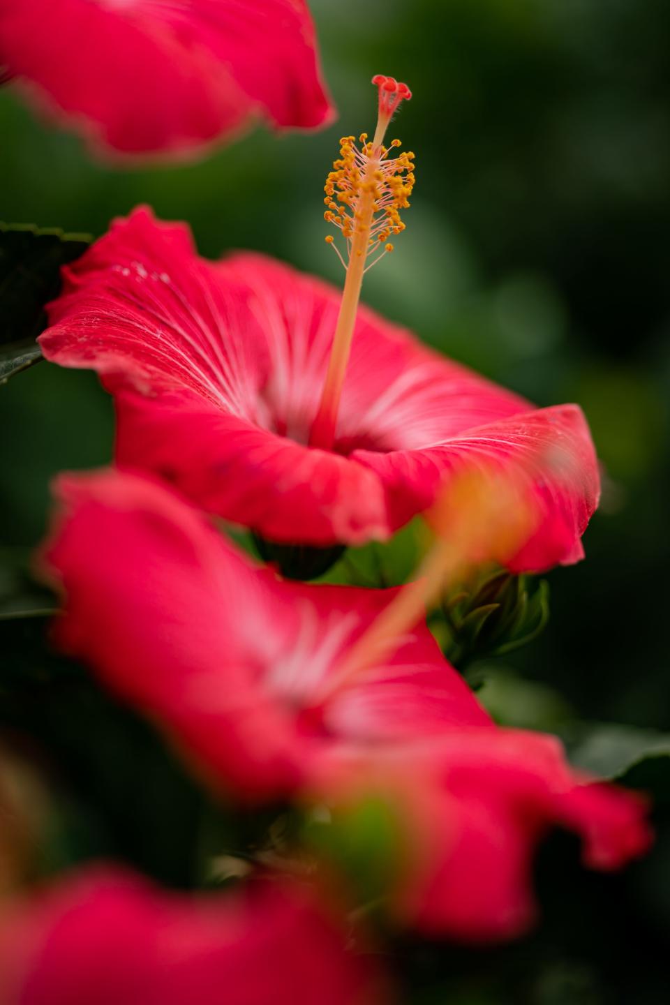 Hibiscus at Gardens of Babylon in Nashville, Tenn., Thursday, April 27, 2023.