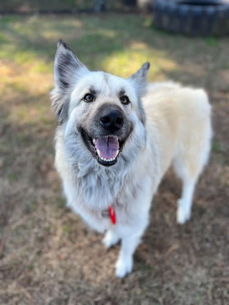 PHOTO: Lauren Mann of the McKamey Animal Center says Lilo is a 'really great' dog with a sweet personality. (McKamey Animal Center)