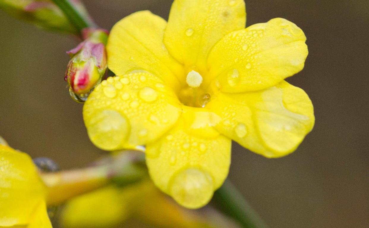 Gardening in February 2022 uk what to plant sow eat tidy prune garden this month