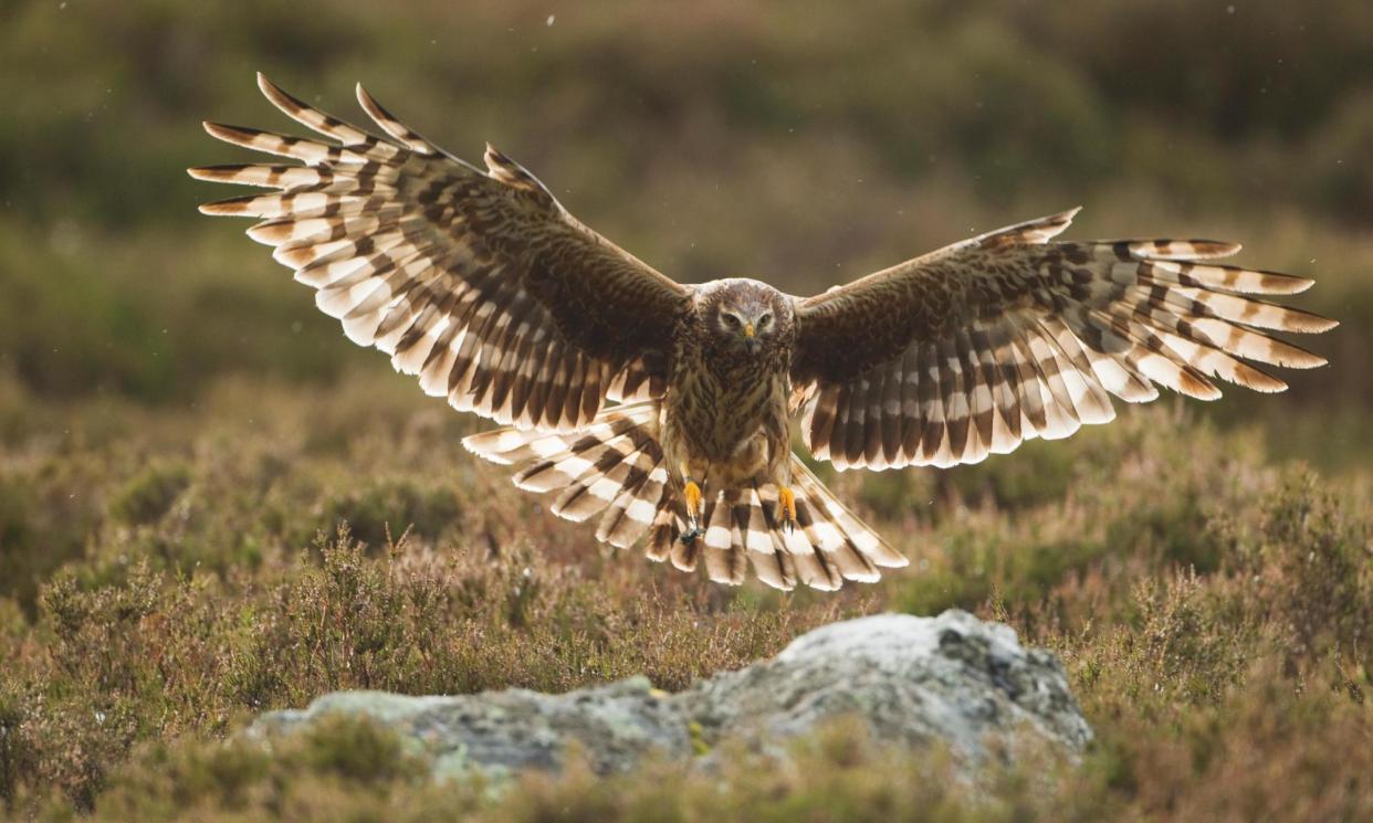 <span>Hen harriers numbers have increased in recent years, but successful nests are still well below their potential.</span><span>Photograph: Nature Picture Library/Alamy</span>