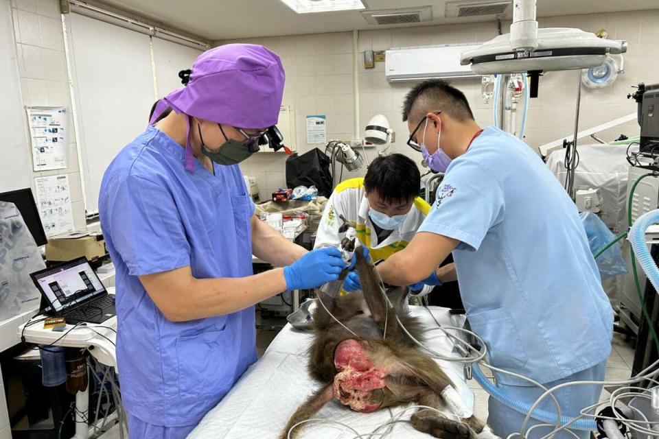 高雄中興梅西動物醫院與壽山動物園獸醫師協力為狒狒牙齒進行根管治療。   圖：高雄市觀光局/提供
