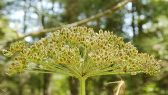 hogweed