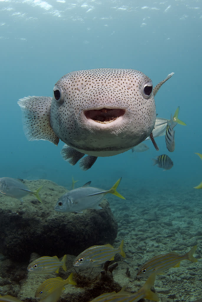 https://www.gettyimages.com/detail/news-photo/portrait-of-a-porcupinefish-curacao-netherlands-antilles-news-photo/146142547?adppopup=true